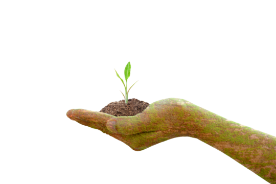 concept of saving the world tree in human hands	