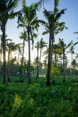 Palm forest with many palm trees and green bushes on the ground in the morning at sunrise against a blue sky