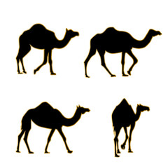 camel in the desert vector eps 10