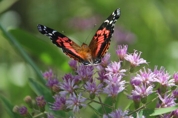 inseto borboleta – rhopalocera