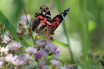 inseto borboleta – rhopalocera
