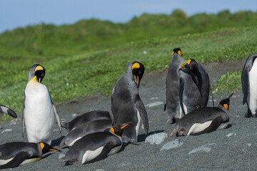 King penguins on the beach