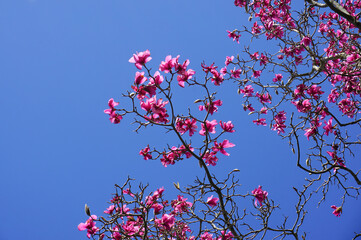 beautiful blossoming magnolia tree in spring. Pink flower petals against blue sky background. 