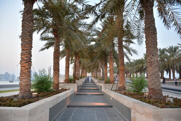 Obraz premium Palmen Allee Doha