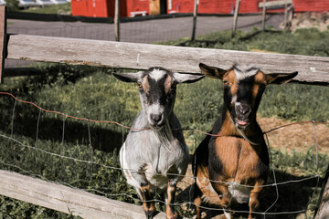one brown goat and one white goat standing together and looking out from behind farm fence on sunny summer day