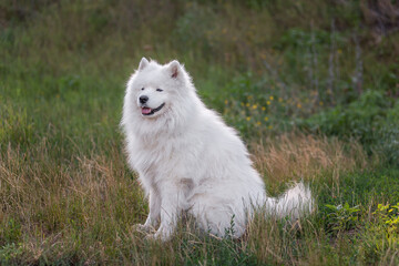 Naklejka na ściany i meble White, funny fluffy Samoyed dog in nature in green grass. Traveling with pets. Walking, care of large dogs. The dog runs through the forest in the countryside. Copy space