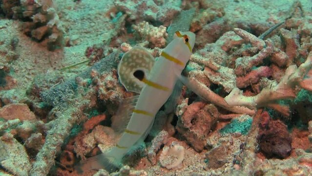 Gold-barred shrimp goby