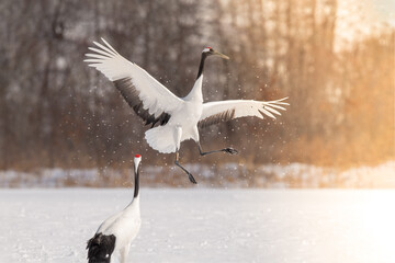 Japan, Hokkaido, red-crowned cranes,birds, snow, wildlife
