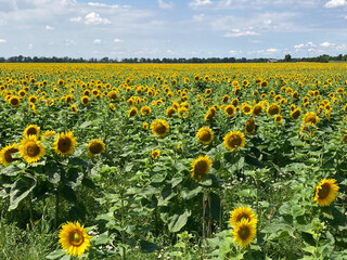 Ein Feld mit Sonnenblumen vor blauem Himmel.