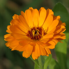 Nahaufnahme einer orangefarbenen Ringelblume.