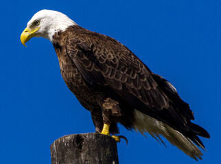 The American Bald Eagle perched.