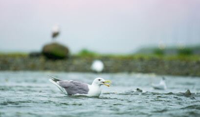 Seagulls shuttle back and forth in the river for food. There's salmon around. Animal food chain as salmon return to freshwater to spawn, Alaska, summer 2017.