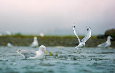 Seagulls shuttle back and forth in the river for food. There's salmon around. Animal food chain as salmon return to freshwater to spawn, Alaska, summer 2017.
