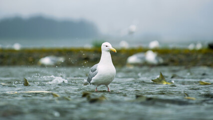 Seagulls shuttle back and forth in the river for food. There's salmon around. Animal food chain as...