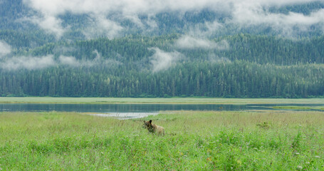 A brown bear is walking leisurely on the green grass. Life in the Wild: Alaskan Brown Bears in...