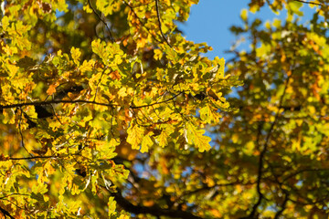 Autumn golden oak tree branches on blue sky