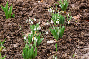 Snowdrop flowers blooming in early spring