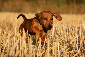 beautiful shorthaired dachshound is running in a stubble field