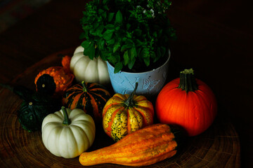 Ornamental pumpkins of various colors, shapes and sizes