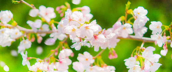 桜