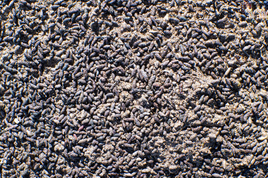 Bat dung, guano, poop, droppings, feces, excrement on ground underneath a large wild population in North Central Florida