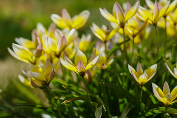 Obraz premium Tulips late ( lat. Tulipa tarda ) is a species of perennial , bulbous , herbaceous plants from the genus Tulip of the Liliaceae family