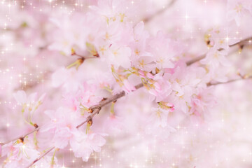 オオカンザクラ