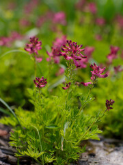 Corydalis buschi Nakai in spring garden. Rare sort of corydalis spring plant