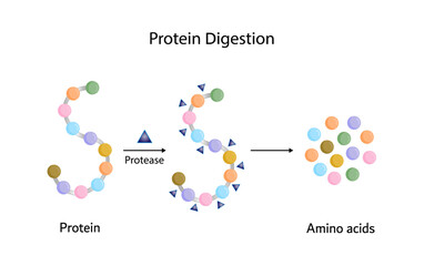 Protein Digestion. Proteases Enzymes (proteinases and peptidases) are digesting the protein into small peptide chains then into single amino acids, to be absorbed into the blood stream. Vector design