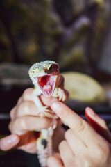 lizard on a hand