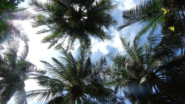 Palmen bei Sonnenschein von unten nach oben gefilmt
