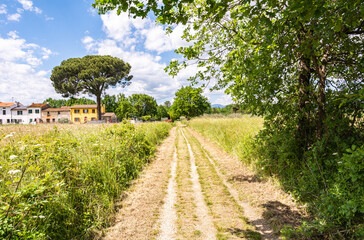 Fototapeta na wymiar Path on the historic Francigena road from Lucca to Siena. Walking between nature, history, churches, ancient villages - Altopascio, Lucca province, Tuscany region, Italy