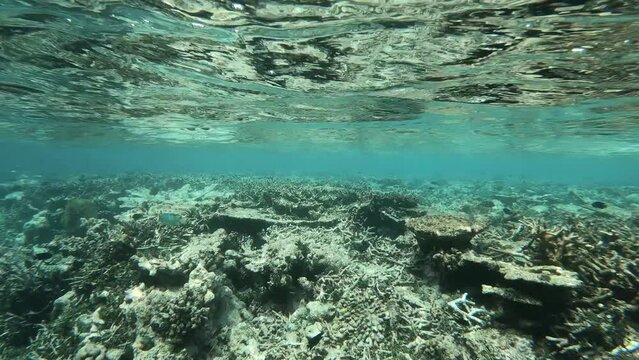 ein Riff mit sehr vielen verschiedenen Fischen, zerst&ouml;rt durch Korallensterben