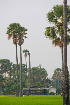 Picture of the view of many sugar palm trees in the middle of the green rice fields. at Sam Khok District Pathum Thani Province, Thailand, taken on March 9, 2023.