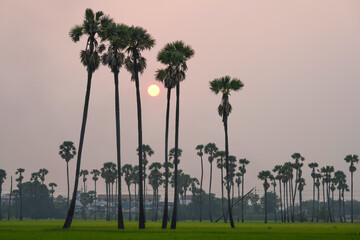 Picture of the view of many sugar palm trees in the middle of the green rice fields. at Sam Khok District Pathum Thani Province, Thailand, taken on March 9, 2023.