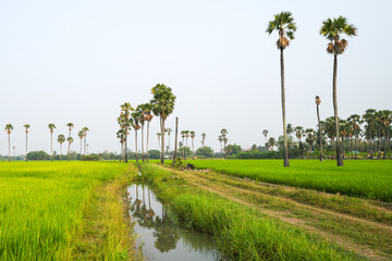 Picture of the view of many sugar palm trees in the middle of the green rice fields. at Sam Khok District Pathum Thani Province, Thailand, taken on March 9, 2023.