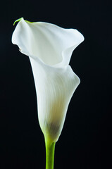 white calla flower in romantic artistic style over black background