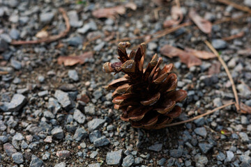 close up of pine cone, brown cone on the stone ground, garden of cones, stone sand