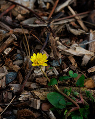 yellow autumn leaves on the ground, yellow flower on the wood