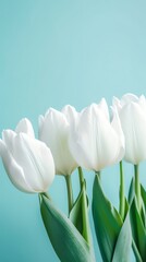 White tulips on the blue background