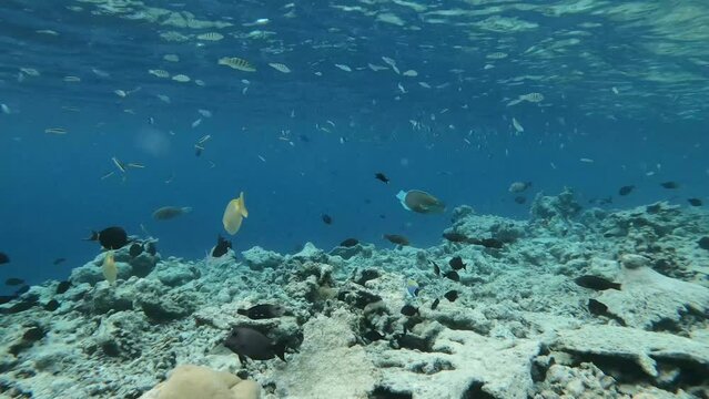 ein Riff mit sehr vielen verschiedenen Fischen, zerst&ouml;rt durch Korallensterben