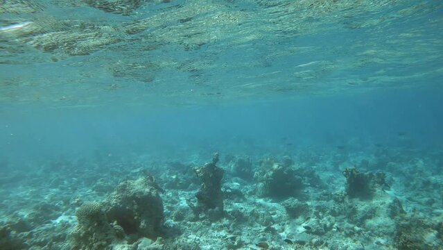 ein Riff mit sehr vielen verschiedenen Fischen, zerst&ouml;rt durch Korallensterben