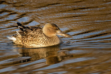 Northern shoveler