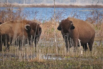 Wild Bison Roaming Grazing Paynes Prairie Preserve State Park Gainesville Micanopy FL