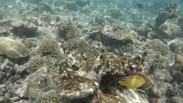 ein Riff mit sehr vielen verschiedenen Fischen, zerst&ouml;rt durch Korallensterben