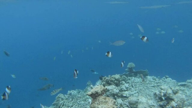 ein Riff mit sehr vielen verschiedenen Fischen, zerst&ouml;rt durch Korallensterben