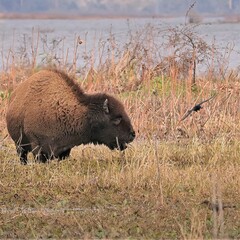 Wild Bison Roaming Grazing Paynes Prairie Preserve State Park Gainesville Micanopy FL