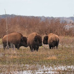 Wild Bison Roaming Grazing Paynes Prairie Preserve State Park Gainesville Micanopy FL © onewildlifer