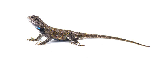 Male eastern fence lizard or swift -Sceloporus undulatus - side profile view isolated on white background