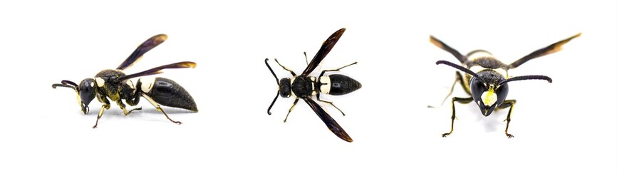 Euodynerus bidens - two toothed Eumenine mason wasp.  Three views isolated on white background